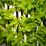 365Dfarms Indoor Hydroponic