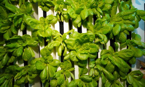 365Dfarms Indoor Hydroponic